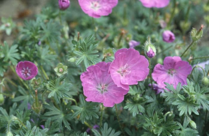 bloody cranesbill 'Shepherd's Warning'