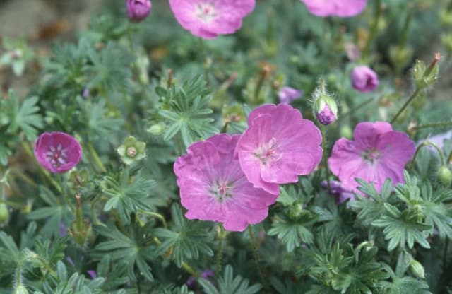 Bloody cranesbill 'Shepherd's Warning'