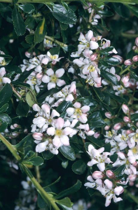 escallonia 'Donard Seedling'