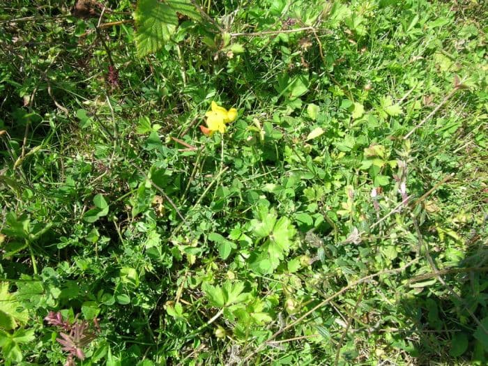 bird's foot trefoil