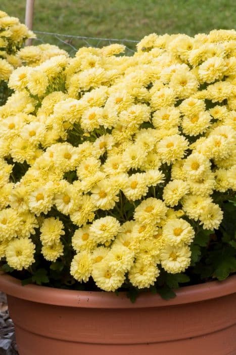 Chrysanthemum 'Constable'