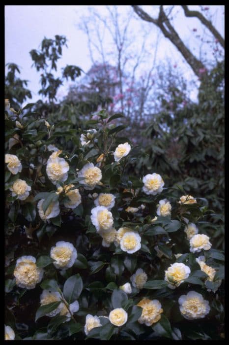 camellia 'Jury's Yellow'