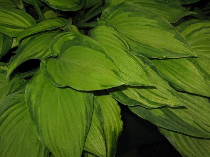 white-painted plantain lily