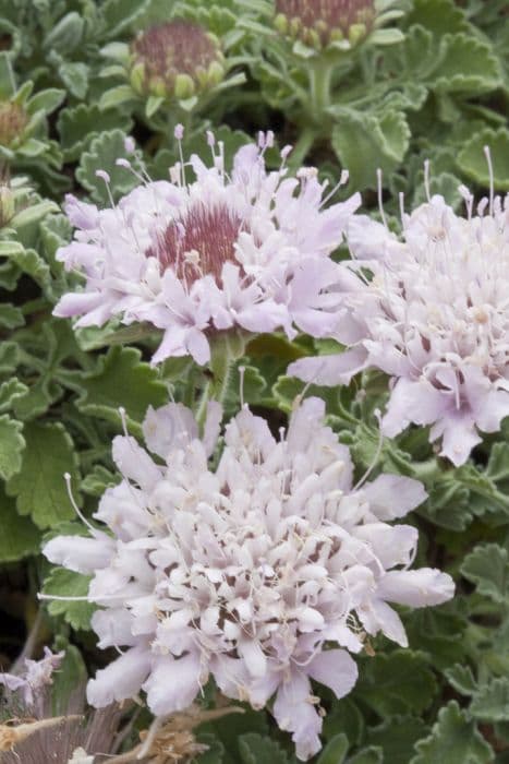 powdery scabious