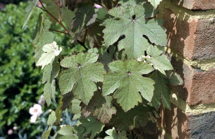 Teinturier grape