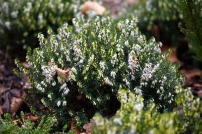 Irish heath 'Nana Compacta'