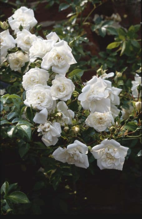 rose 'Sander's White Rambler'