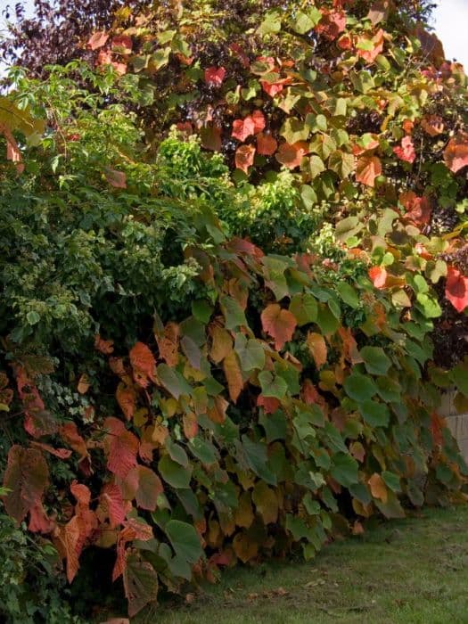 crimson glory vine