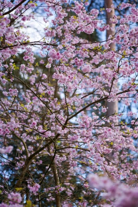 cherry 'Oshidori'