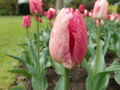 tulip 'Hemisphere'