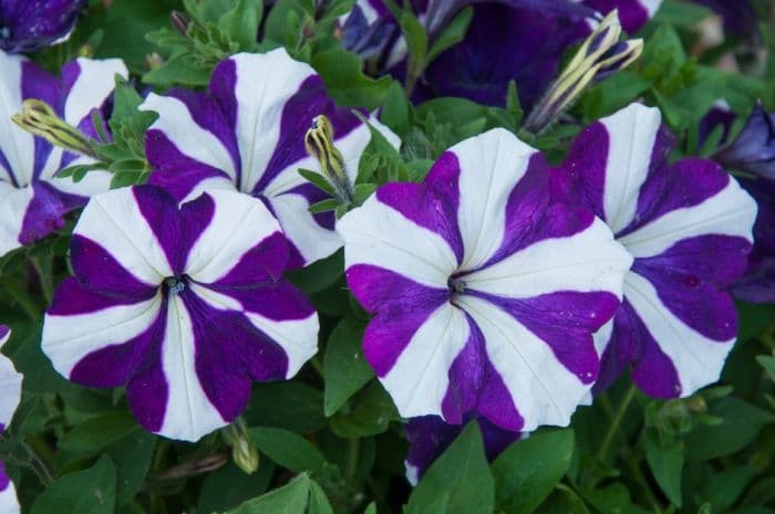 petunia [Surfinia Double Blue Star]