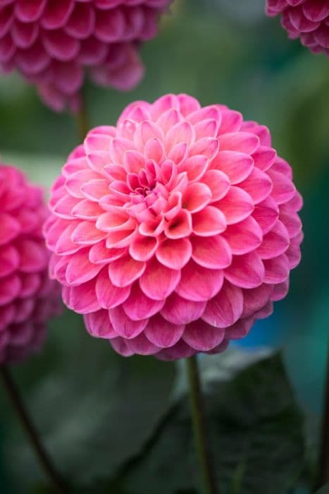 dahlia 'Dikara Superb'