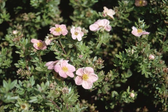 shrubby cinquefoil 'Grace Darling'