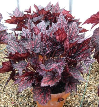 begonia 'Sea Serpent'