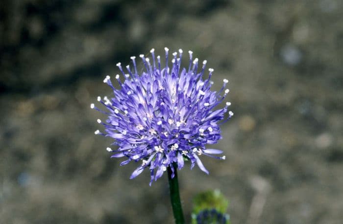 sheep's bit scabious 'Blaulicht'