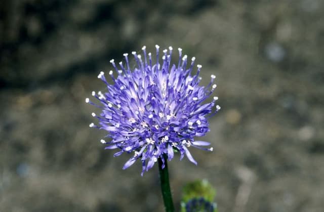 Sheep's bit scabious 'Blaulicht'