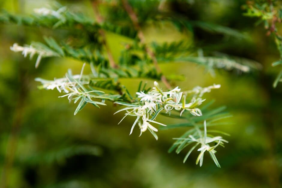 dawn redwood 'White Spot'