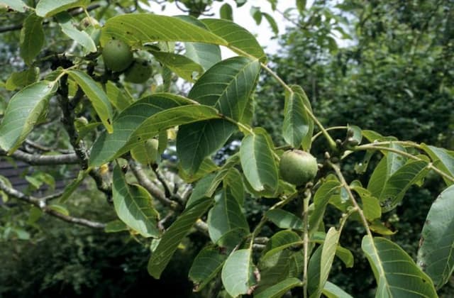 Common walnut