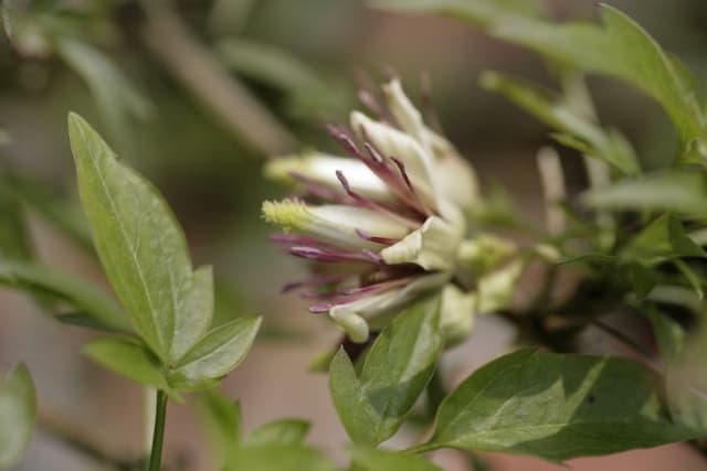 Nepal clematis