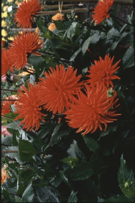 dahlia 'Geerlings' Indian Summer'