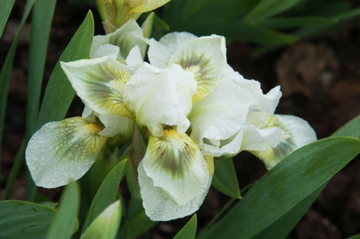 iris 'Green Spot'