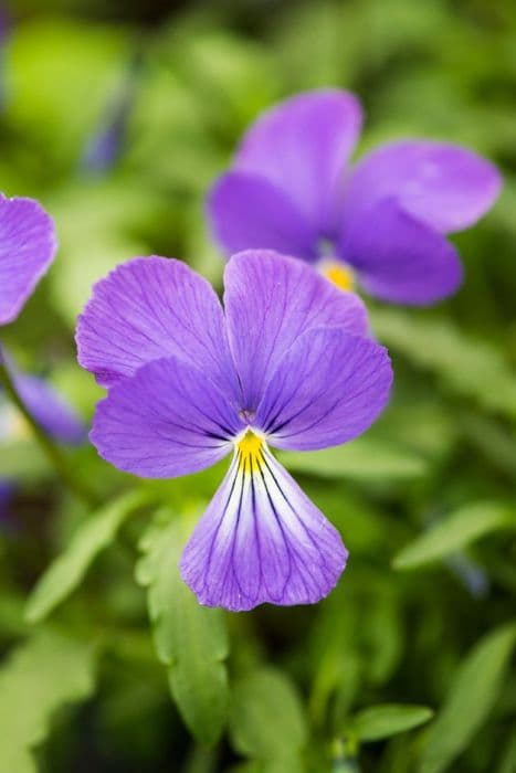 Corsican violet