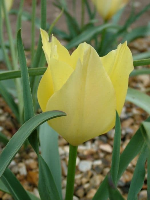 tulip 'Yellow Jewel'