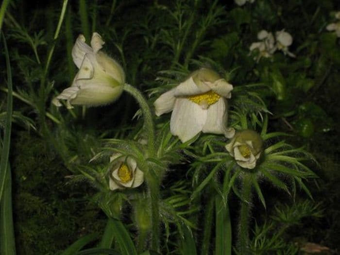 white pasqueflower