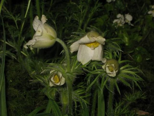 White pasqueflower
