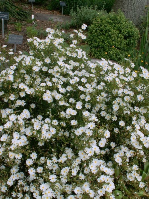 rock rose 'Chelsea Bonnet'