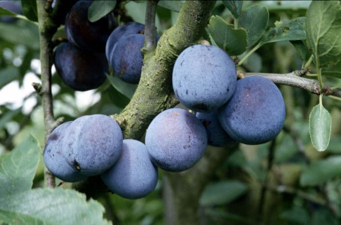 plum 'Blue Rock'