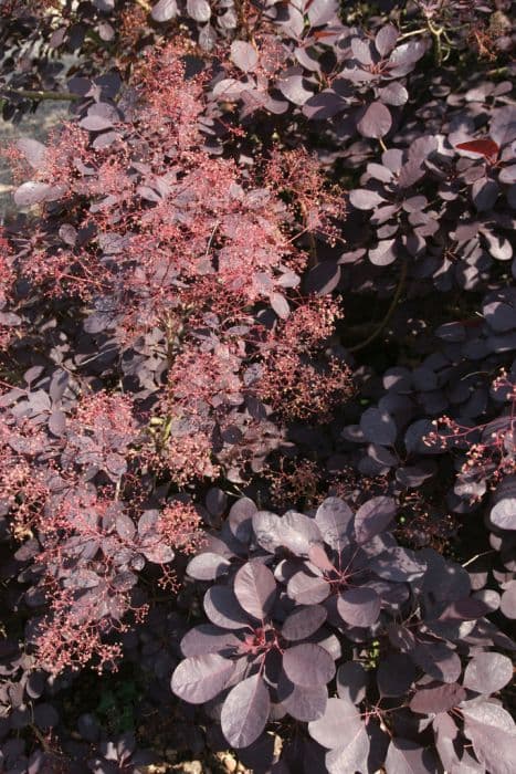 smoke tree Rubrifolius Group