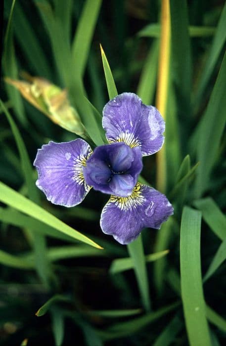 Siberian iris 'Silver Edge'