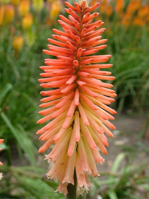 red-hot poker 'Safranvogel'