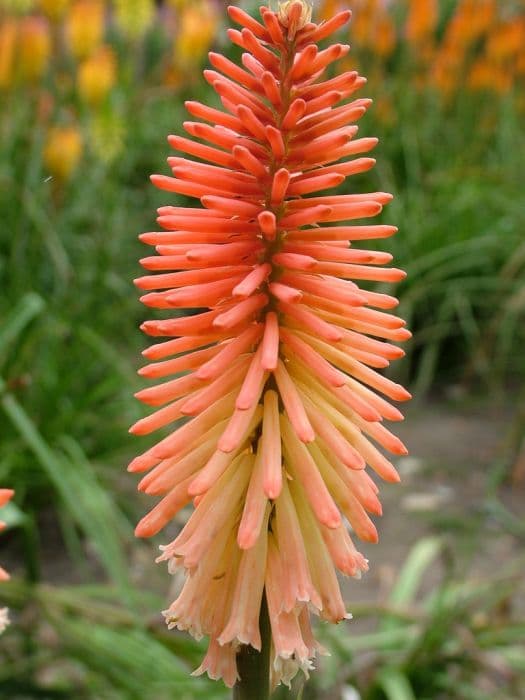 red-hot poker 'Safranvogel'