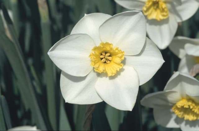 Daffodil 'Spindletop'