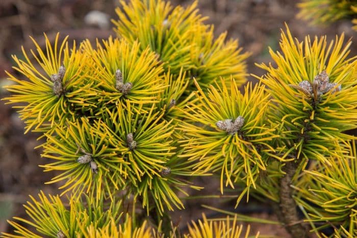 dwarf mountain pine 'Winter Sun'