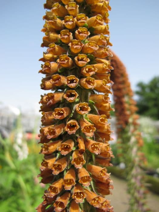 small-flowered foxglove 'Milk Chocolate'