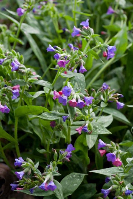 lungwort 'Raspberry Splash'