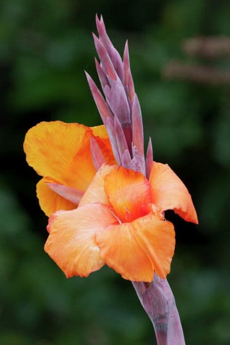 canna 'Phasion'