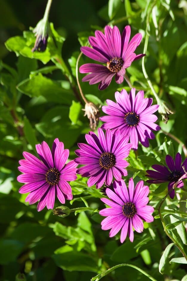 Osteospermum 'Mary'