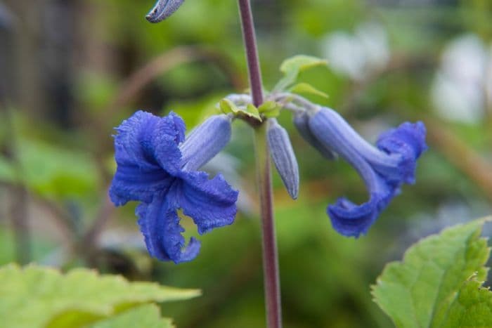 tube clematis 'Cassandra'