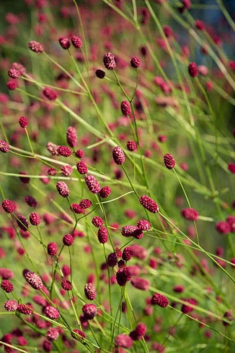 great burnet 'Arnhem'