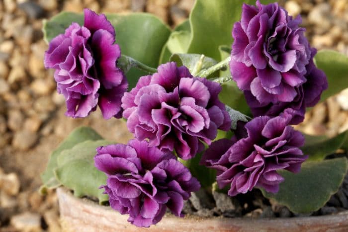 auricula 'Marie Crousse'