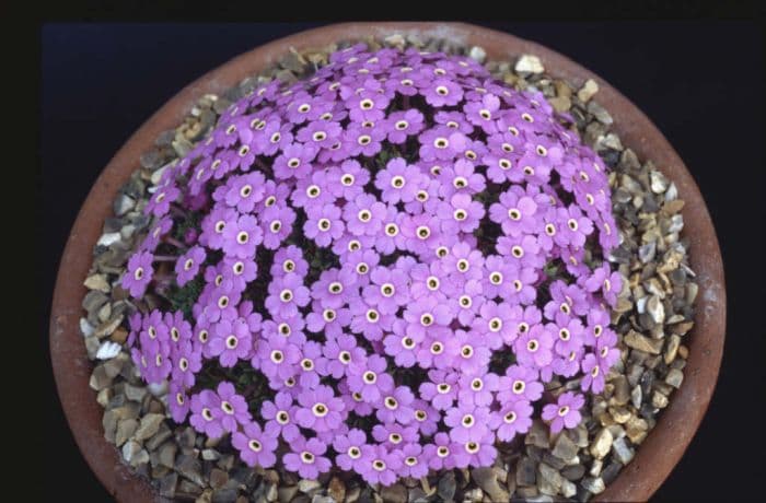 dionysia 'Chris Grey-Wilson'