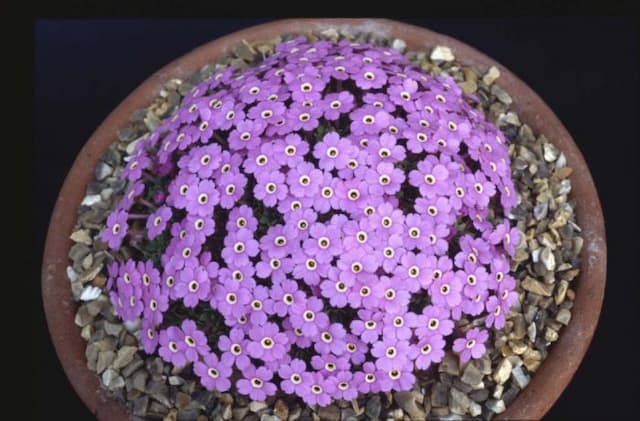 Dionysia 'Chris Grey-Wilson'