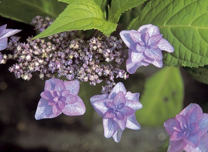 hydrangea 'Miyama-yae-murasaki'