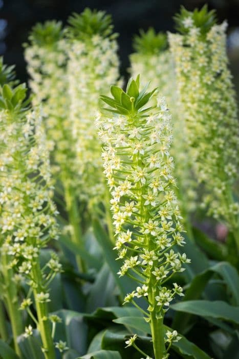 Pole-Evans pineapple lily