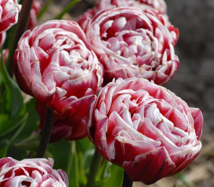 tulip 'Drumline'