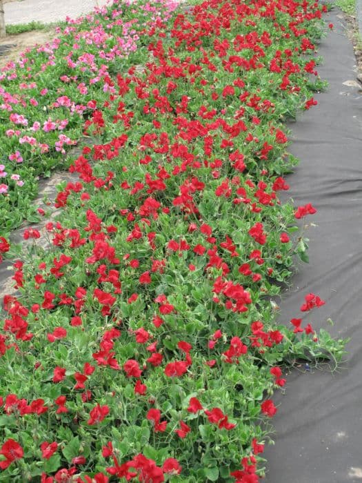 sweet pea 'Cherub Crimson'